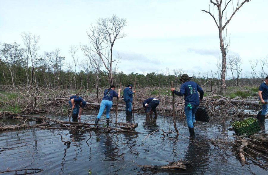 Naturgy Participa en Jornada de Reforestación en el Refugio de Vida Silvestre Ciénega del Mangle